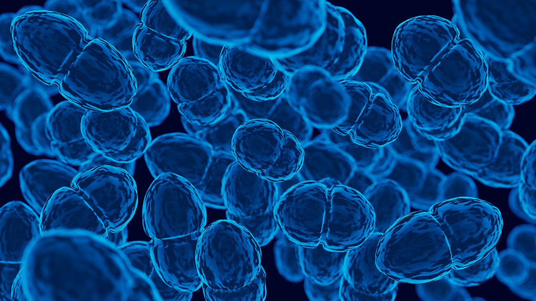 Autophagy and Spermidine: How Cellular Cleaning Works